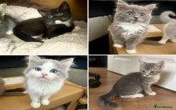 Exotic cats for sale: Exotic X Silver Tabby Fur Babies - Image 6
