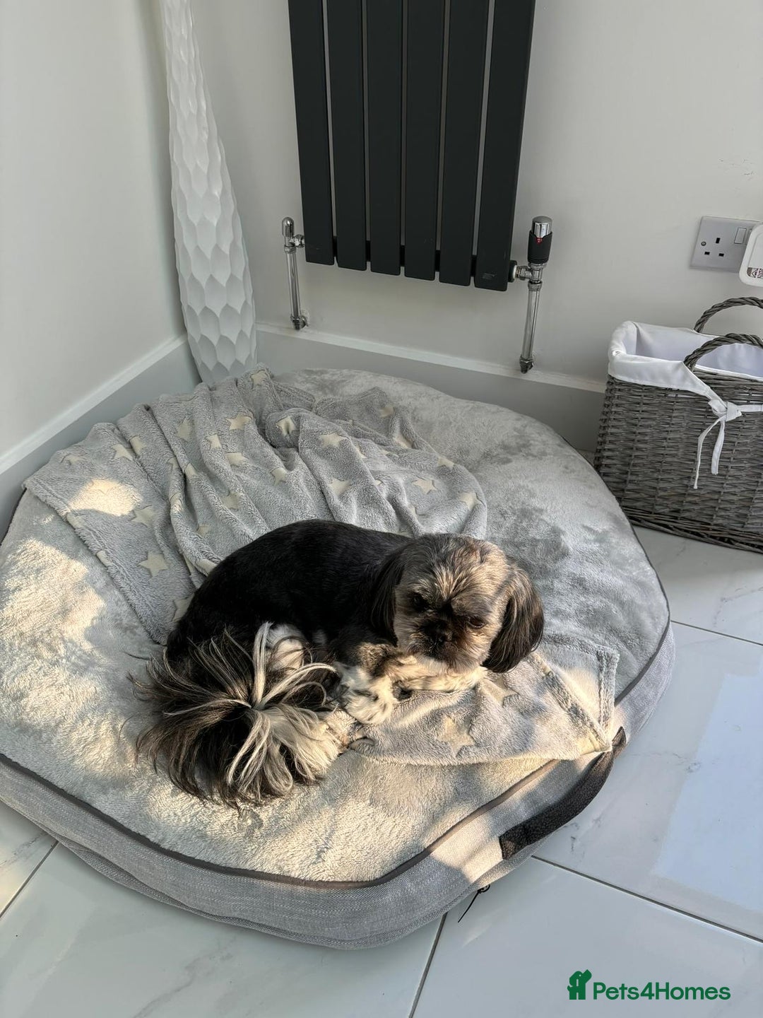 Shih Tzu dogs for sale: Rehoming -  Shih Tzu - Image 2