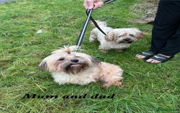 Shorkie dogs for sale: 9 stunning shorkie puppies - Image 23