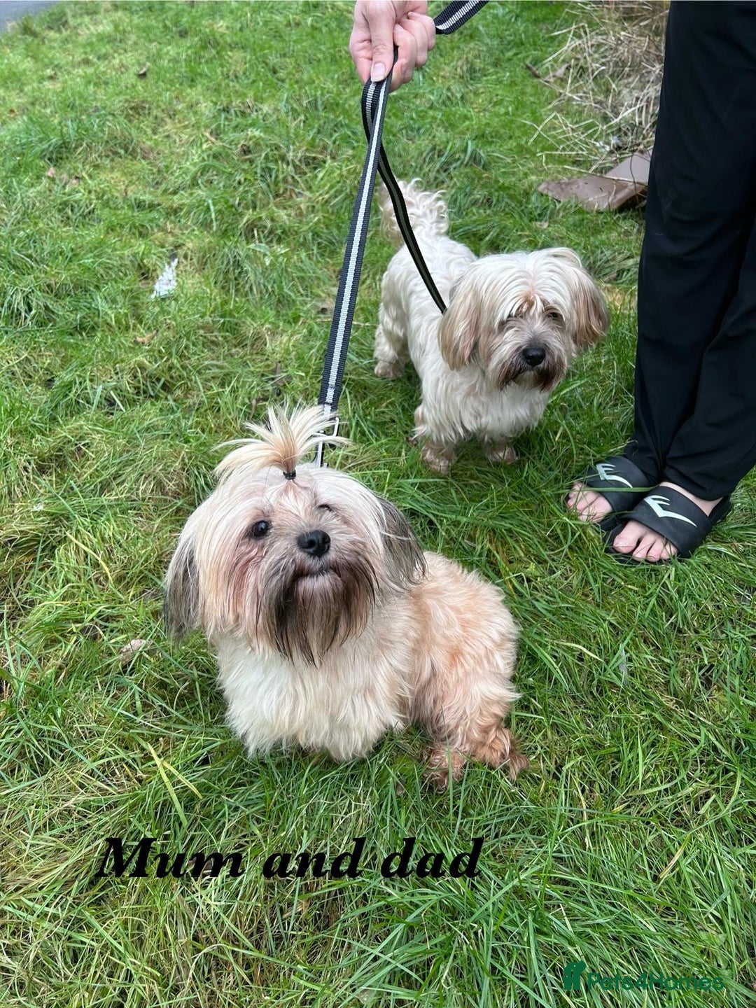 Shorkie dogs for sale: 9 stunning shorkie puppies - Image 23