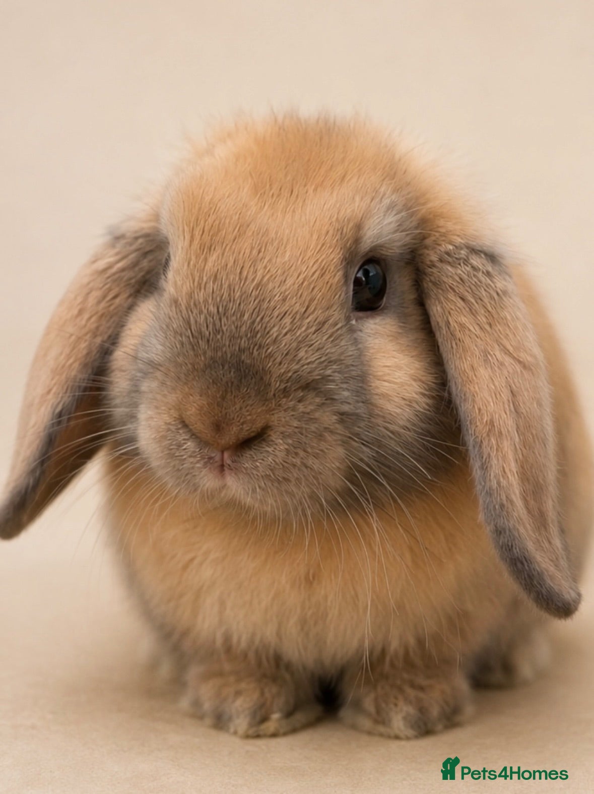 Mini Lop rabbits Sooty Fawn mini lop  - Advert 1