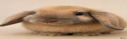 Mini Lop rabbits for sale: Sooty Fawn mini lop  - Advert 1