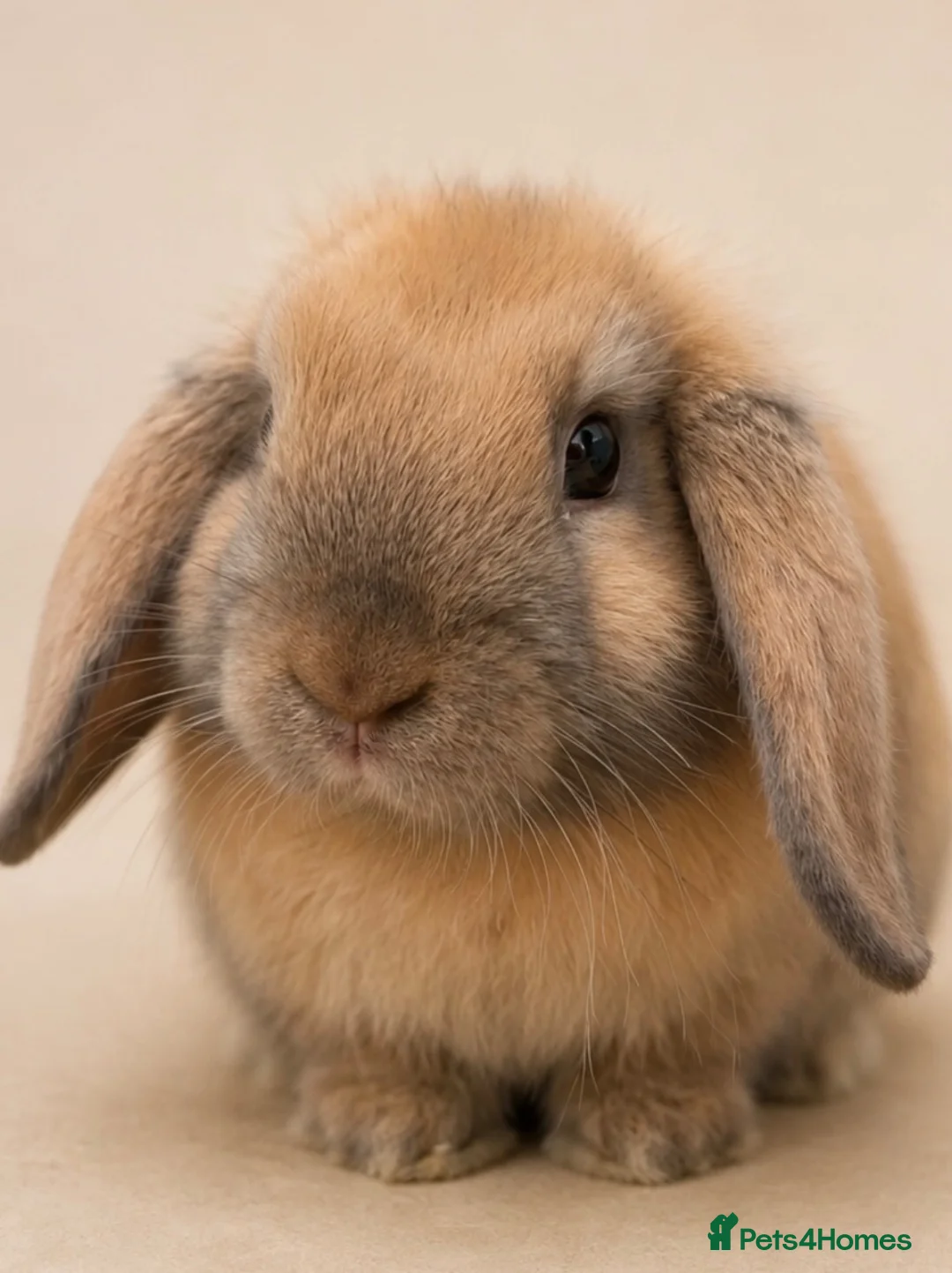 Mini Lop rabbits for sale: Sooty Fawn mini lop  - Advert 1