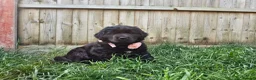 Newfoundland dogs for sale: Beautiful Newfoundland puppies  - Advert 1