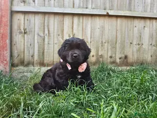 Newfoundland dogs Beautiful Newfoundland puppies - Advert 3