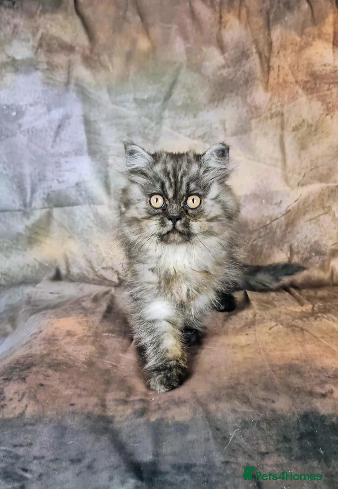 British Shorthair cats for sale: Gccf Reg British Longhair boys - Advert 9