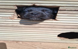 Mixed Breed dogs for sale: Cane shephard  - Image 2