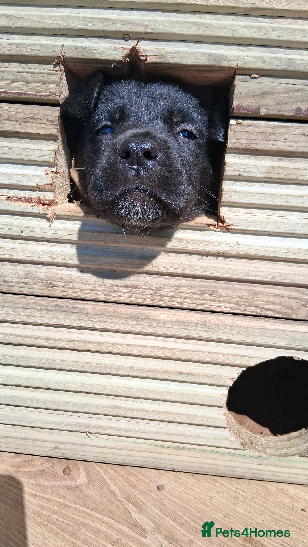 Mixed Breed dogs for sale: Cane shephard  - Image 2