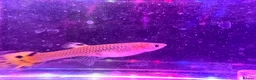 Live Bearers fish for sale: Guppies platies and Danios for sale  in Bromley - Advert 11