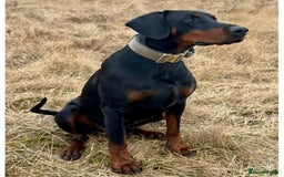 Dobermann dogs for sale: Top Quality Pedigree Dobermanns – Black & Tan - Advert 12
