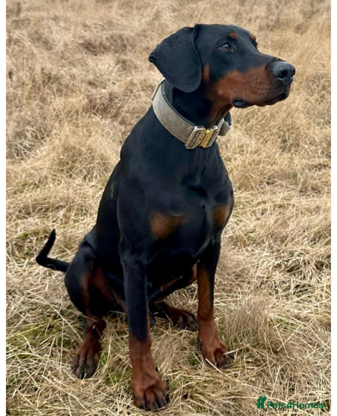 Dobermann dogs for sale: Top Quality Pedigree Dobermanns – Black & Tan - Advert 12