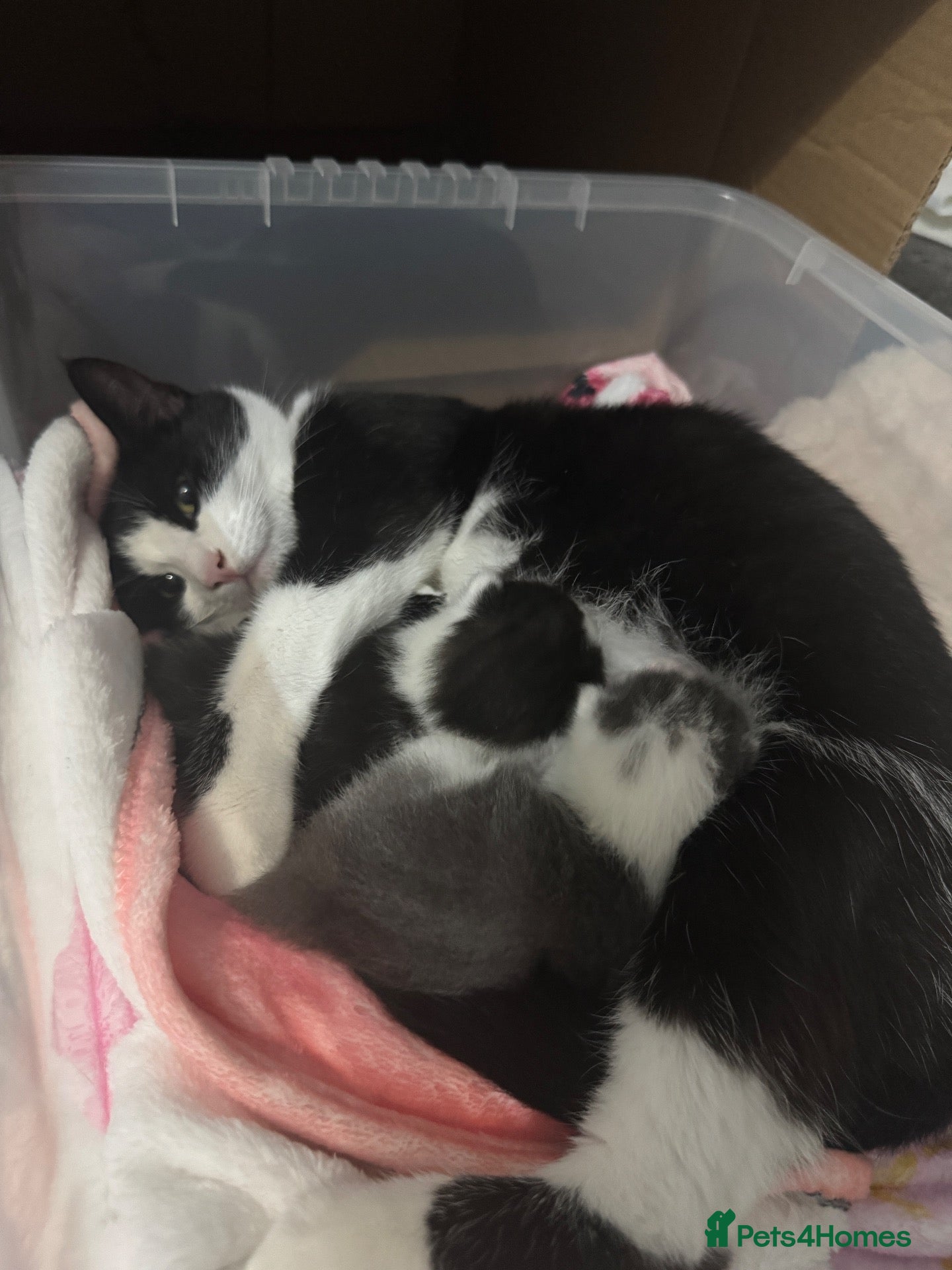 Domestic Shorthair cats 7 kittens  - Advert 2