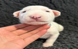 English Bull Terrier dogs for sale: Outstanding English Bull Terrier Puppies - Image 4