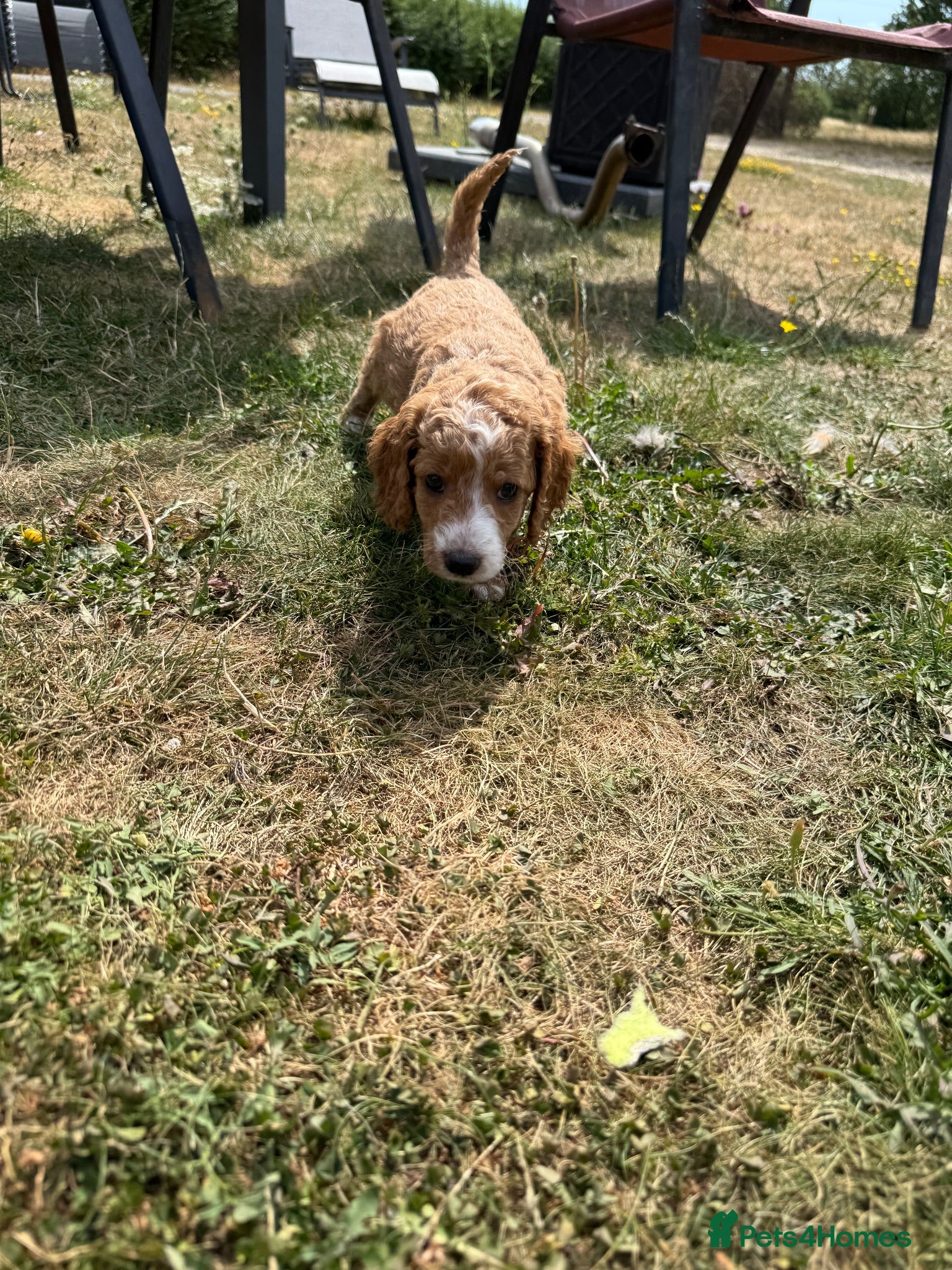 Cockapoo dogs Licensed Breeder🌟Beautiful  Red cockerpoos  - Advert 2