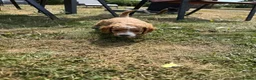 Cockapoo dogs for sale: Licensed Breeder🌟Beautiful  Red cockerpoos  in Sandy - Advert 3