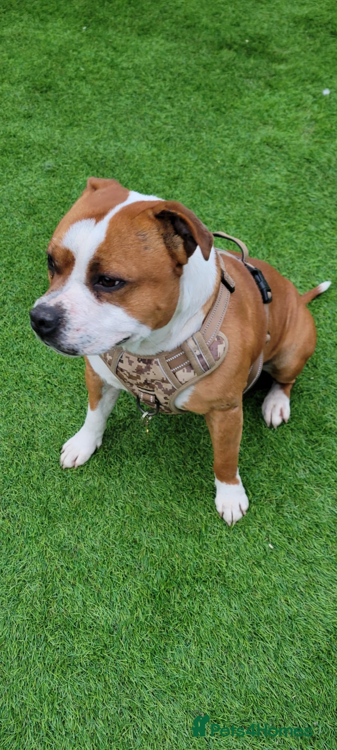 Staffordshire Bull Terrier dogs for stud: Pied Red staffy for stud - Advert 2