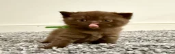 British Shorthair cats for sale: Cinnamon and Chocolate British Shorthair  - Advert 5