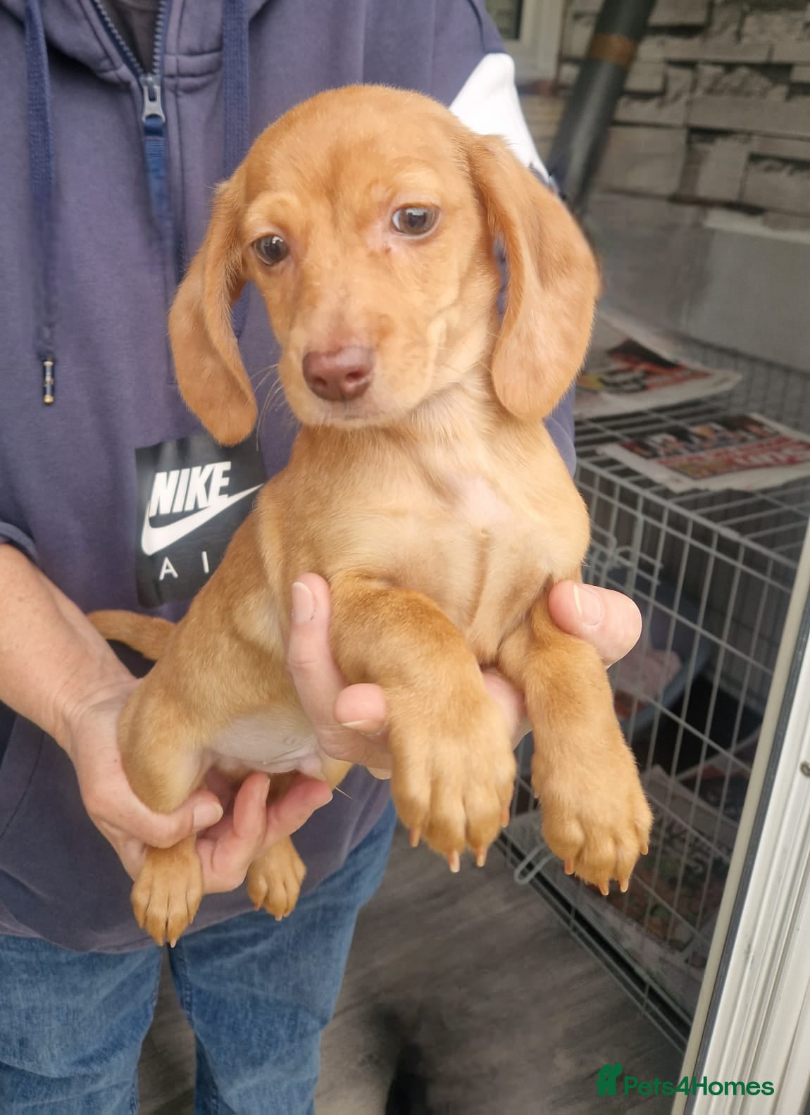 Miniature Dachshund dogs Miniature dachshund  - Advert 16