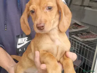 Miniature Dachshund dogs Miniature dachshund - Advert 16