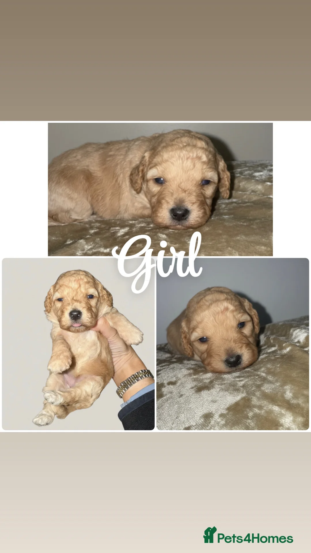 Cockapoo dogs for sale: Cokapoo Puppies  - Advert 4