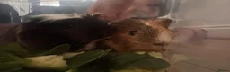 Guinea Pig rodents for sale: 2 Female Guinea Pigs looking for a good home  - Advert 5