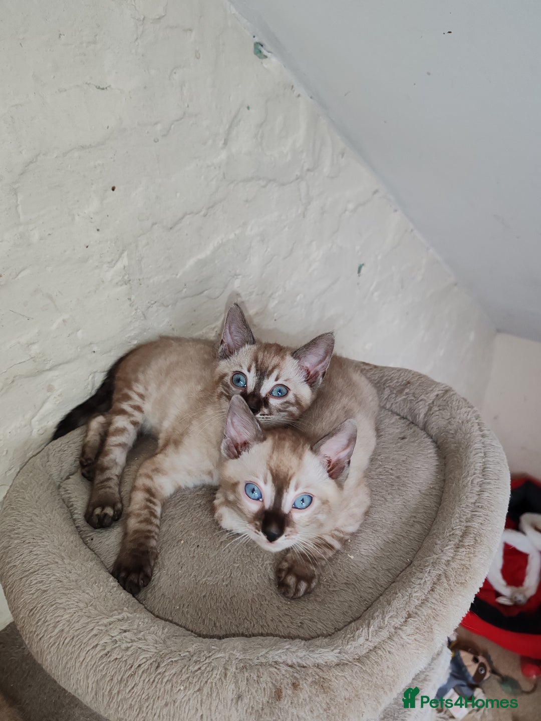 Bengal cats for sale: Snow lynx bengal kittens - Advert 1