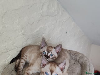 Bengal cats Snow lynx bengal kittens - Advert 4