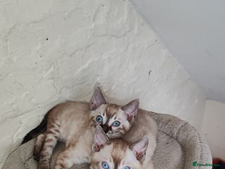 Bengal cats Snow lynx bengal kittens - Advert 2