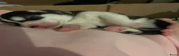 Siberian Husky dogs for sale: Beautiful KC registered Husky Puppies - Advert 11