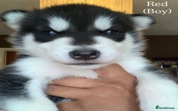 Utonagan dogs for sale: Siberian Husky cross Alaskan Malamutes Puppies - Image 7