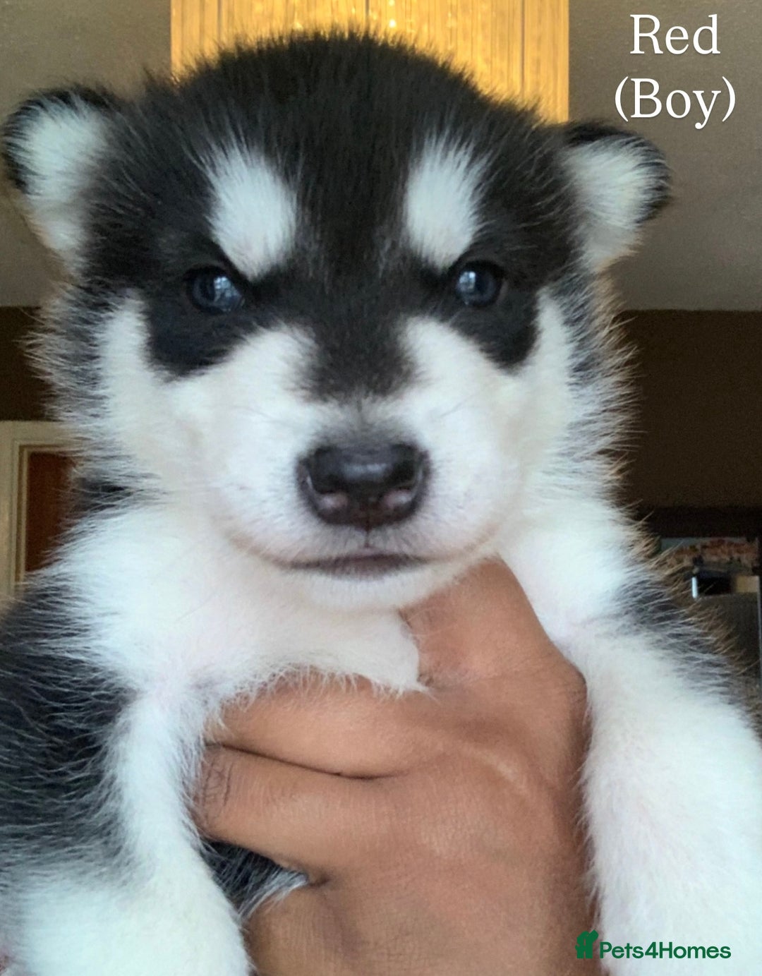 Utonagan dogs for sale: Siberian Husky cross Alaskan Malamutes Puppies - Image 7