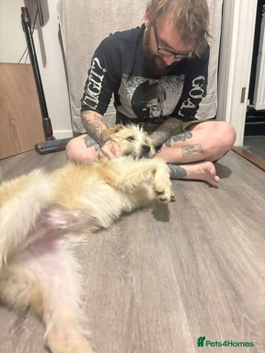 Mixed Breed dogs for adoption: Boo for adoption - Advert 7