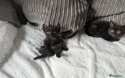 Mixed Breed cats for sale: Sweet kittens  - Image 14