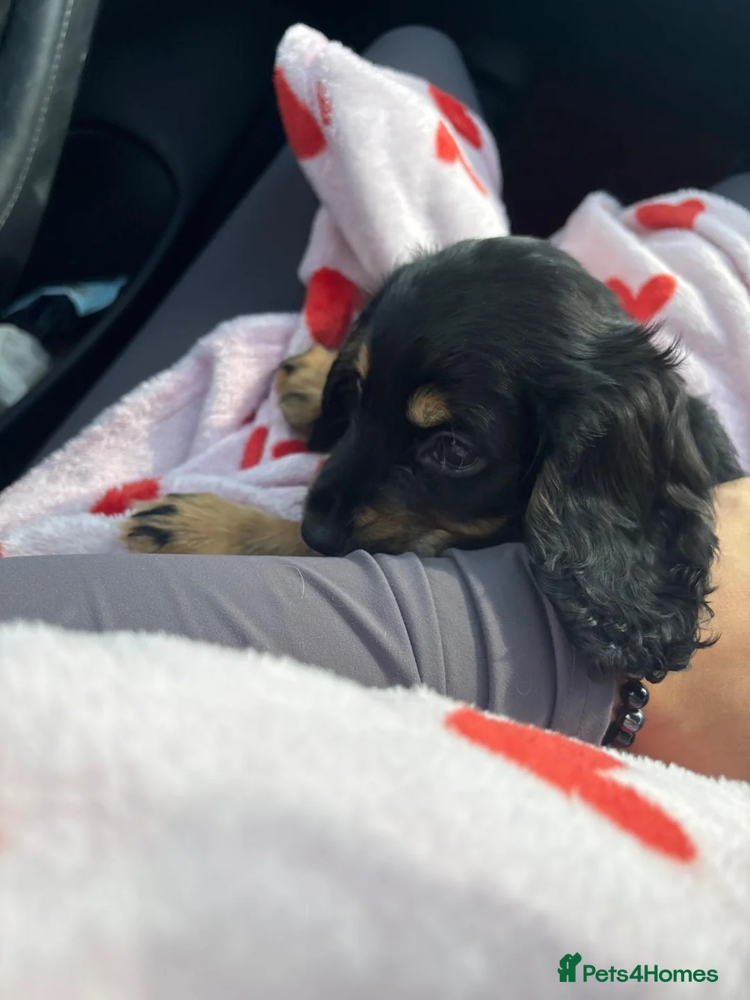 Cocker Spaniel dogs for sale: Gorgeous Tri-Colour Cocker Spaniel Puppy - Advert 2