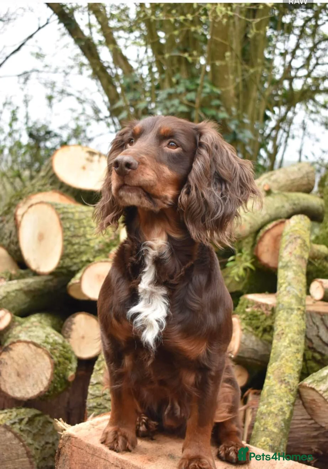 Cocker Spaniel dogs for stud: Liver n Tan working cocker. Clear AMS, PP PRA, FN. - Advert 5