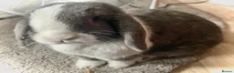 Mini Lop rabbits for sale: 2x bonded mini lop rabbits  - Advert 2