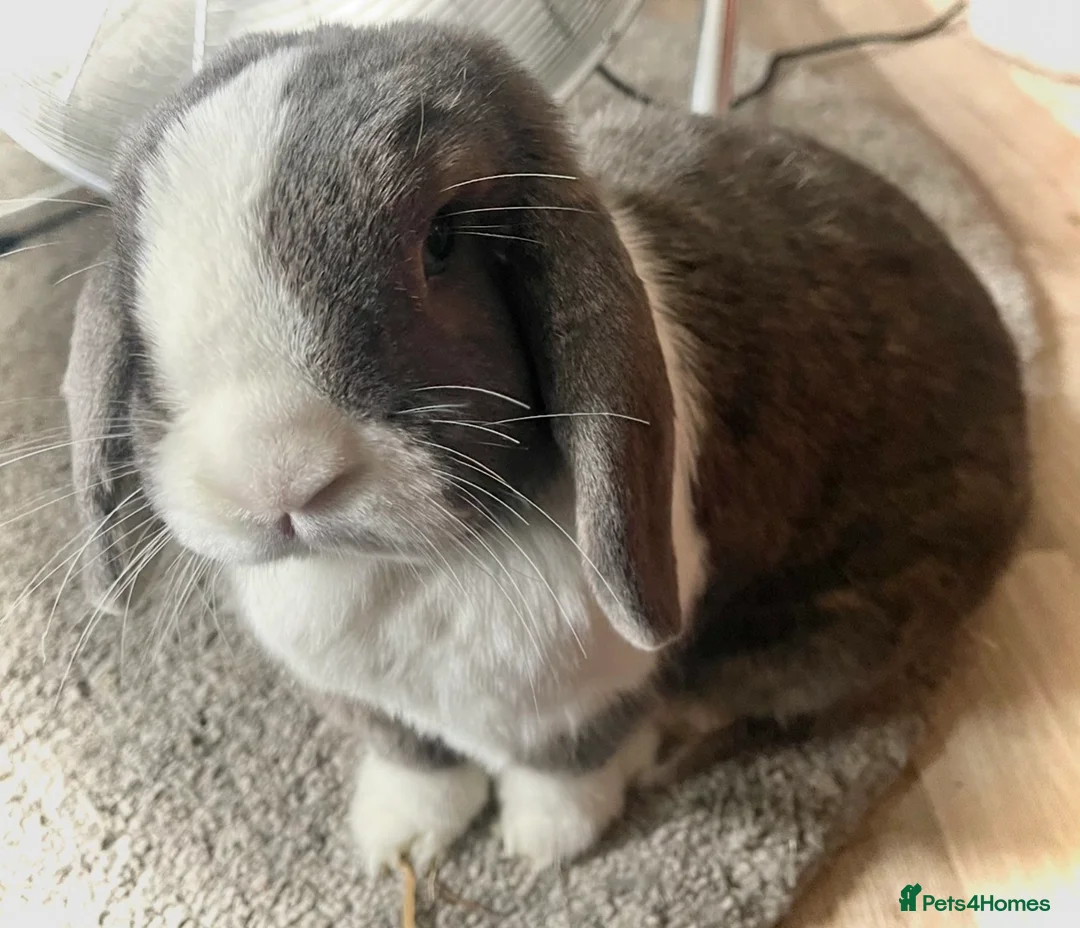 Mini Lop rabbits for sale: 2x bonded mini lop rabbits  - Advert 2