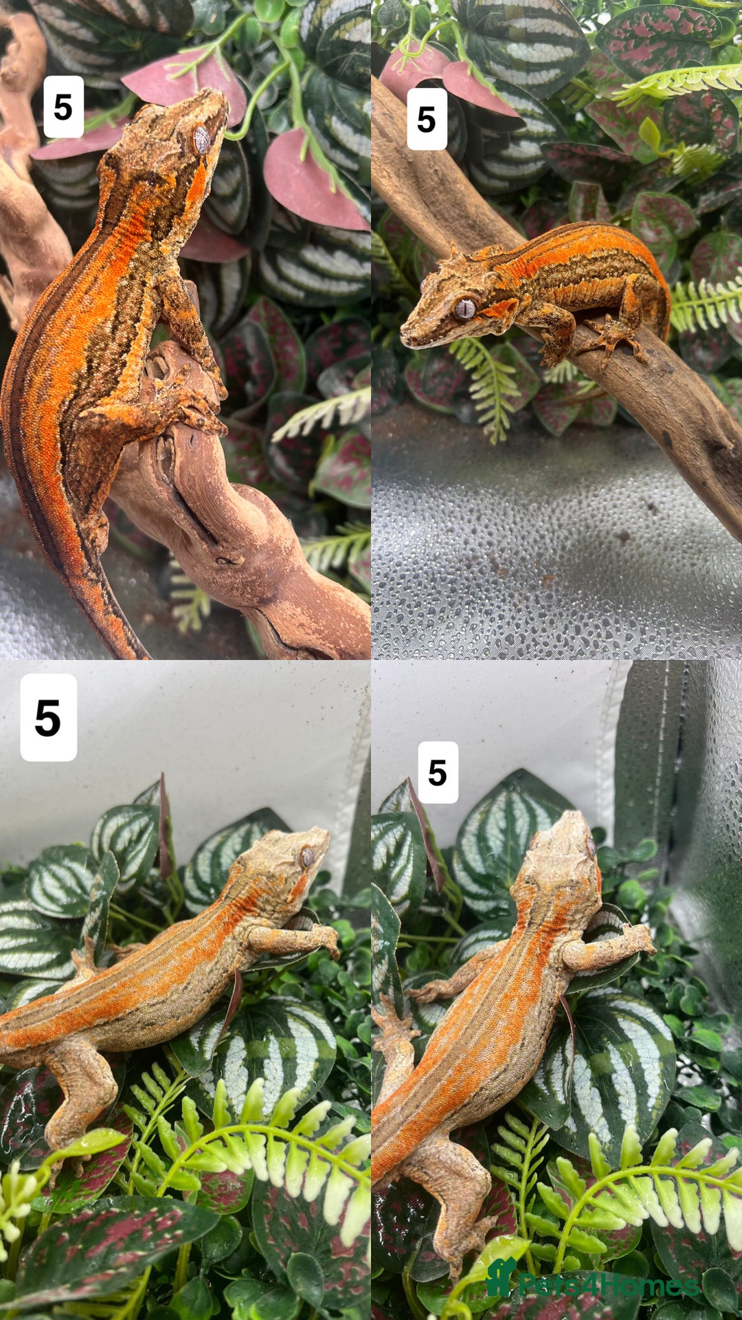 Gecko reptiles for sale: Leopard, gargoyle, crested geckos - Advert 5