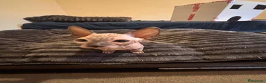 Sphynx 2