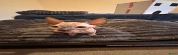 Sphynx cats for sale: Sphynx Kittens - Advert 12