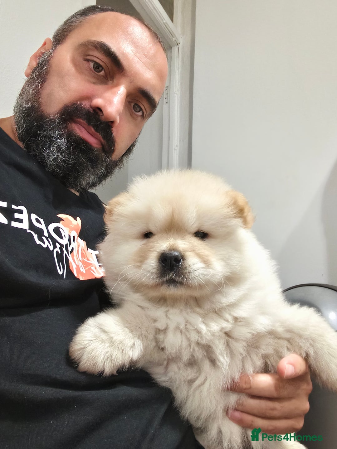Chow Chow dogs for sale: Chow chow - Image 12