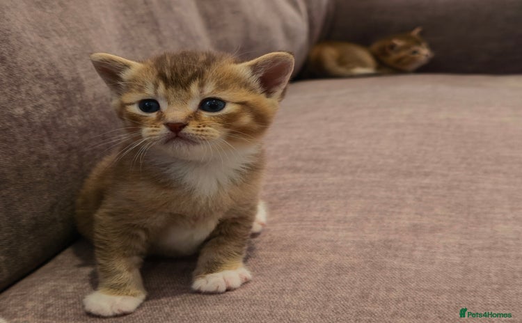 British Shorthair cats - Advert 10