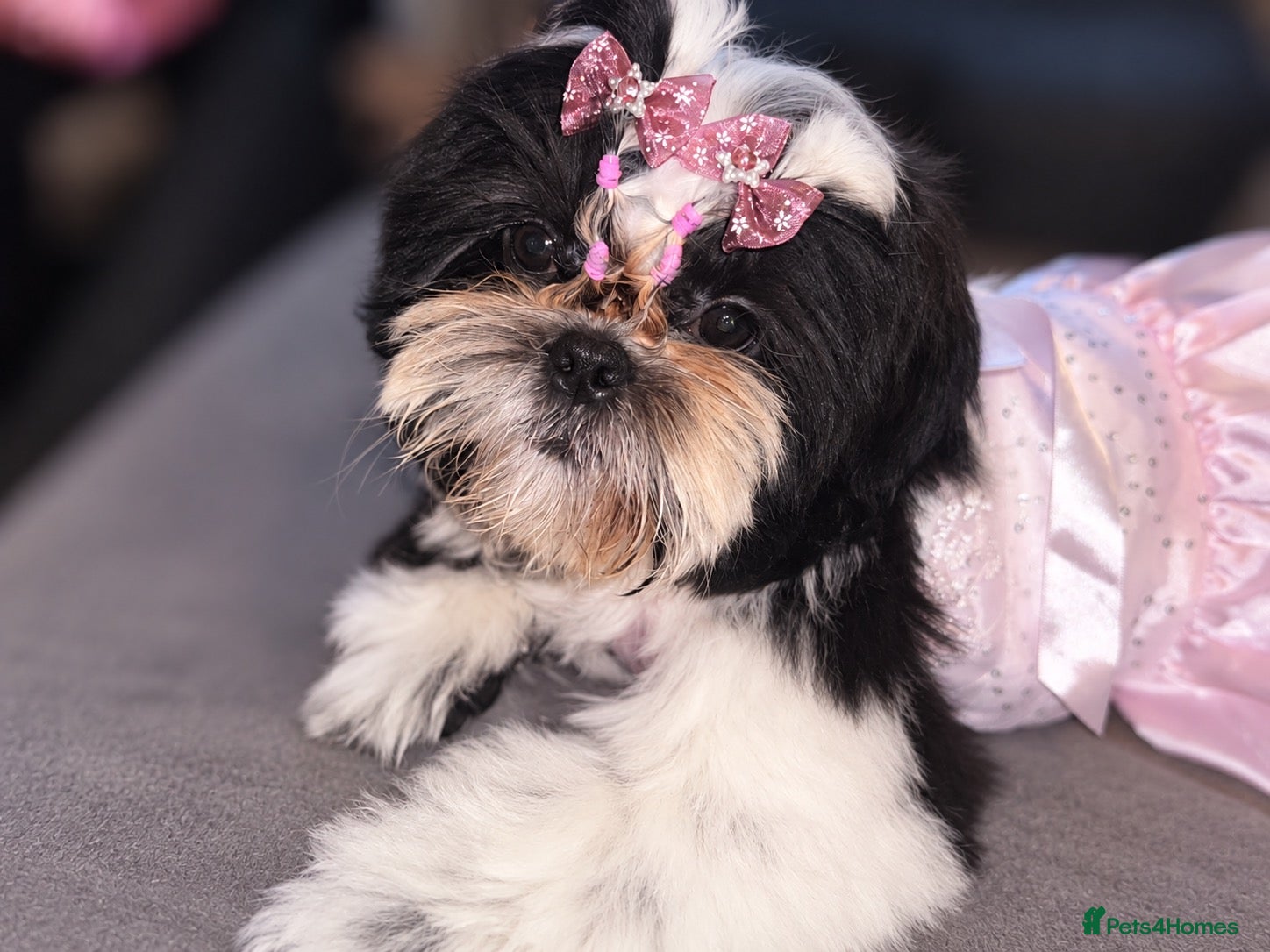 Shih Tzu dogs Beautiful Shih Tzu Puppies – Boys & Girls - Advert 1