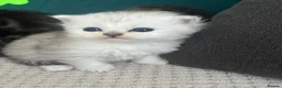 Persian cats for sale: Beautiful Purebred Persian Kittens for Sale - Advert 2