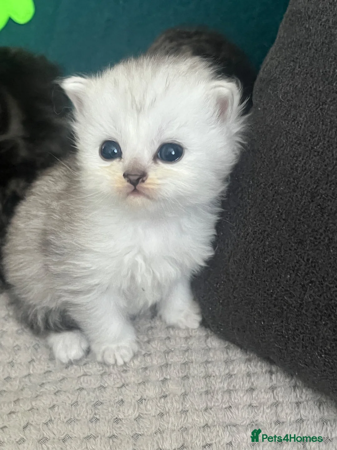 Persian cats for sale: Beautiful Purebred Persian Kittens for Sale - Advert 2