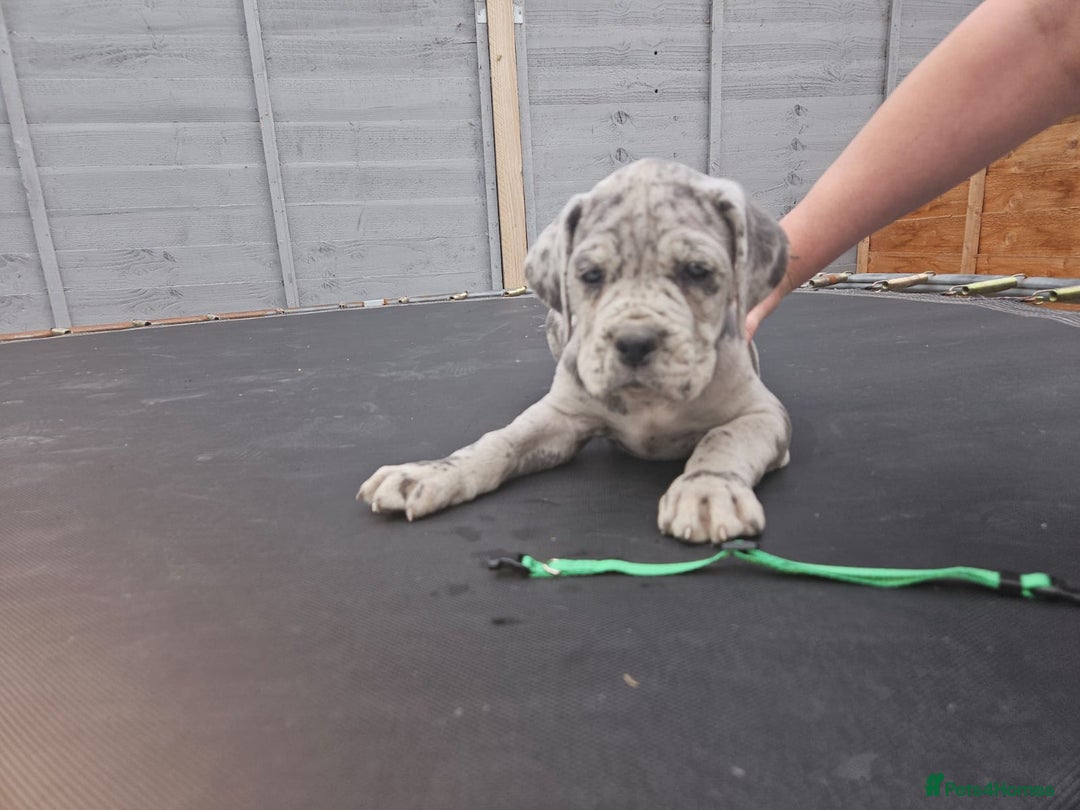 Cane Corso dogs for sale: Look 👀 absolutely stunning cane corso. - Image 27
