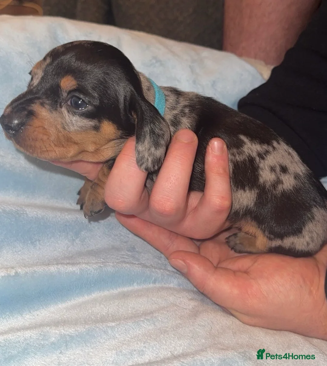 Miniature Dachshund dogs for sale: Litter of 5 beautiful miniature Dachshunds - Advert 1
