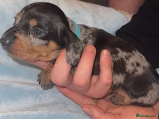 Miniature Dachshund dogs Litter of 5 beautiful miniature Dachshunds - Advert 1