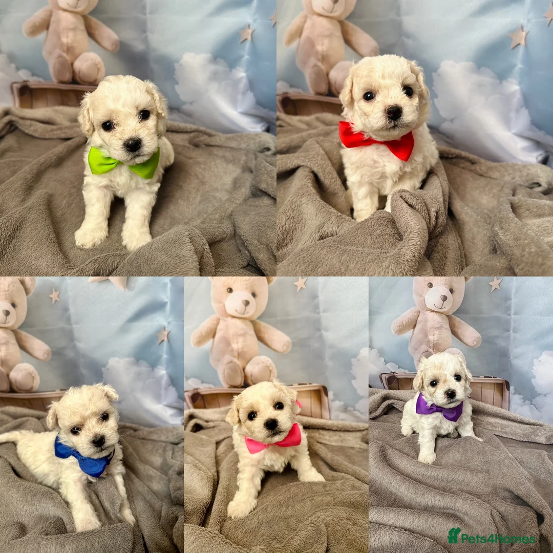 Bichon Frise dogs for sale: 2 Girls left 💕Pedigree Champion Bichon Frise  - Advert 1