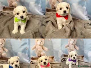 Bichon Frise dogs Pure Pedigree Champion Bloodline Bichon Frise 🐾 - Advert 2